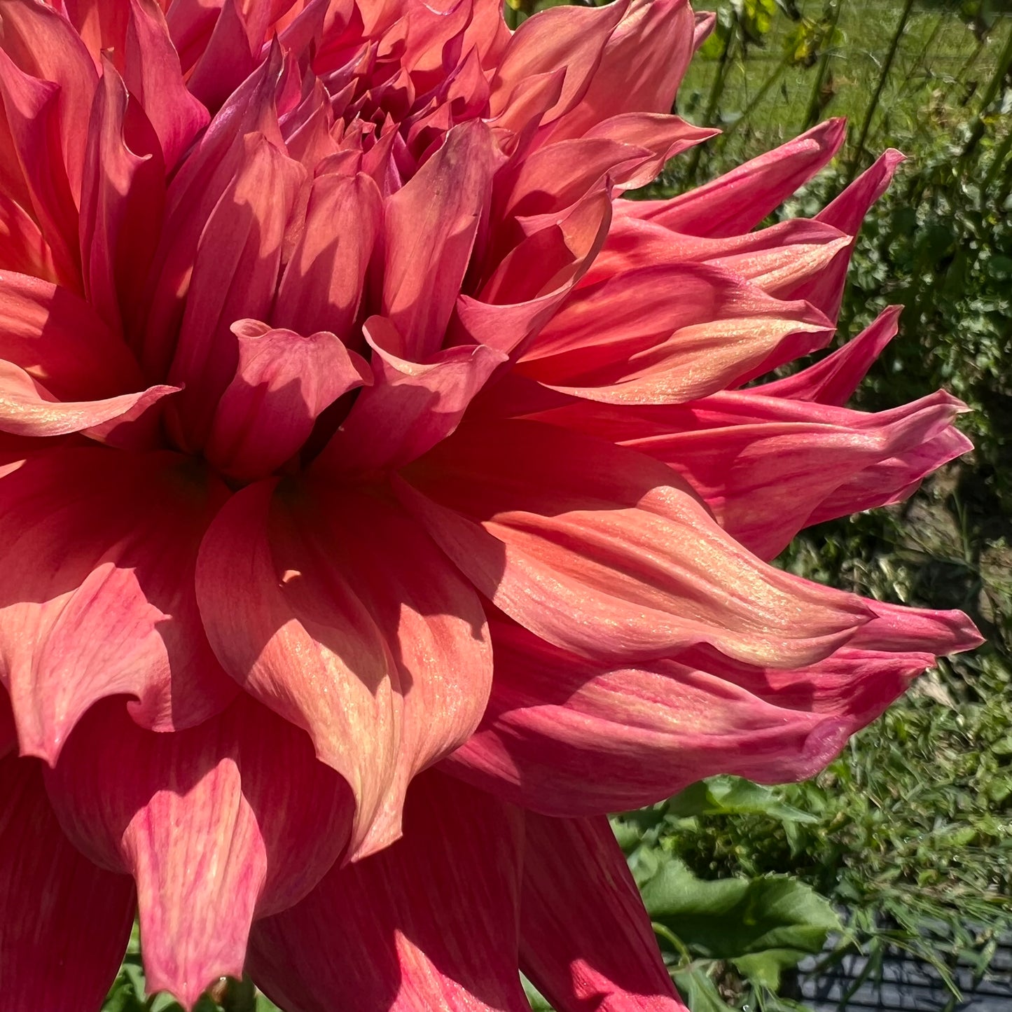 Belle of Barmera Dahlia Tuber