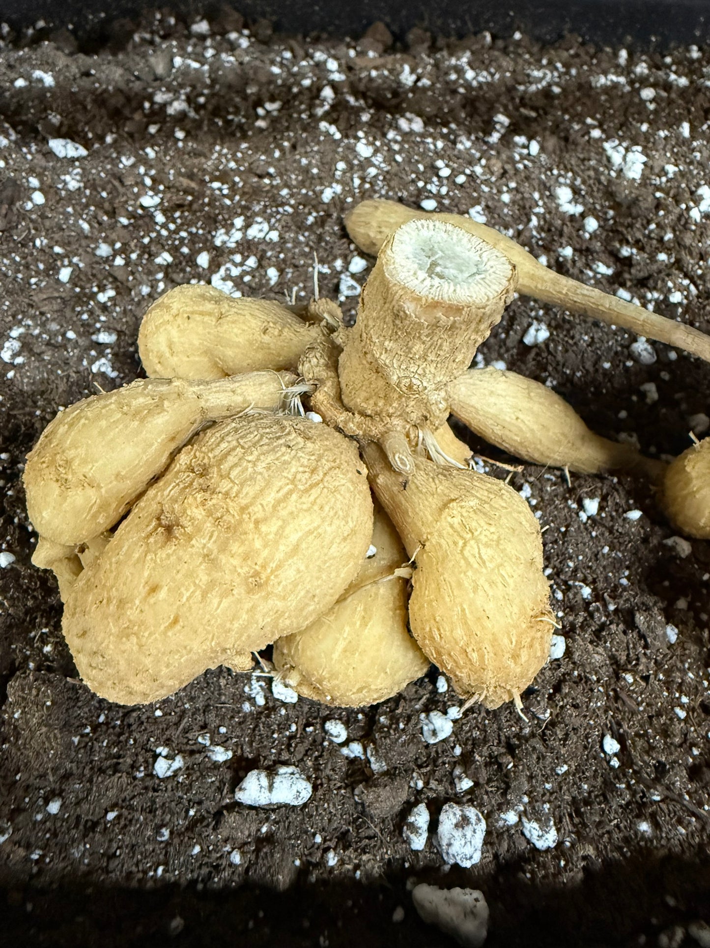 Giraffe Dahlia Small Clump