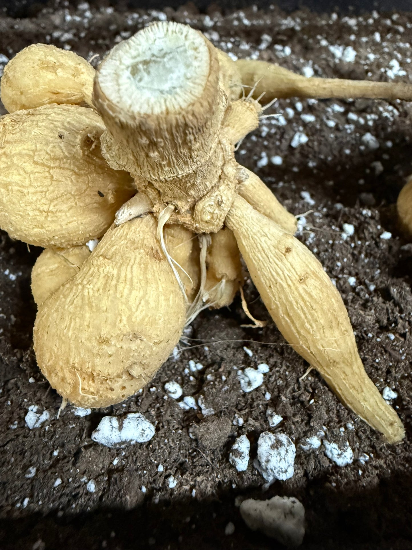 Giraffe Dahlia Small Clump