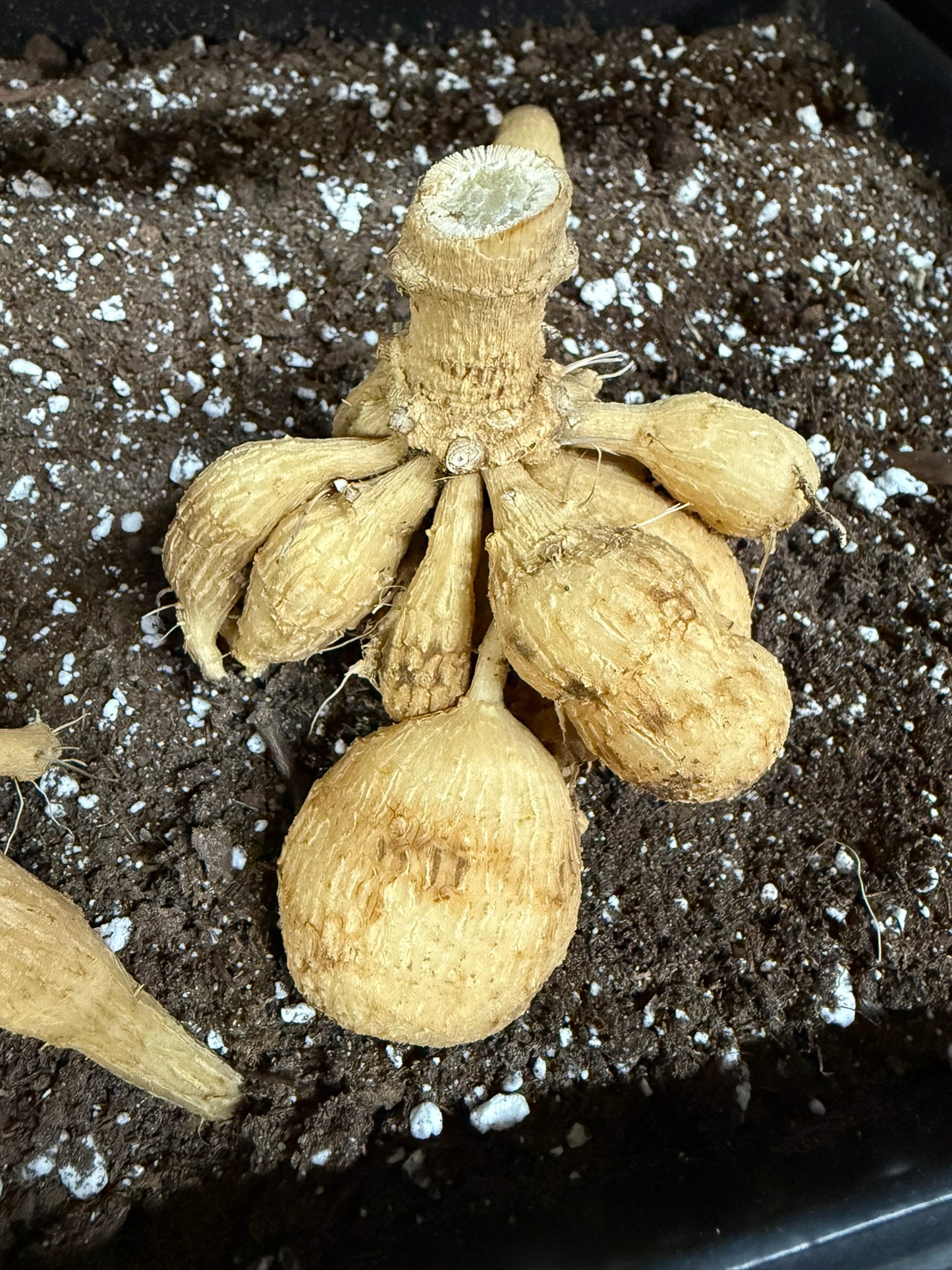 Giraffe Dahlia Small Clump