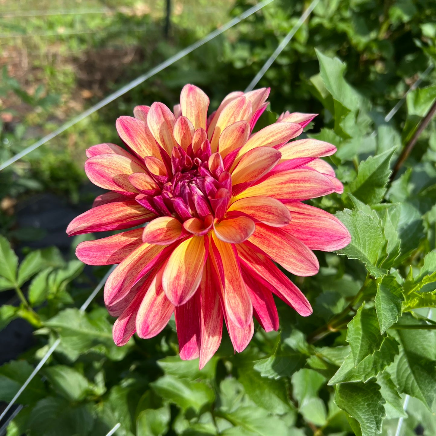 Gitts Crazy Dahlia Tuber