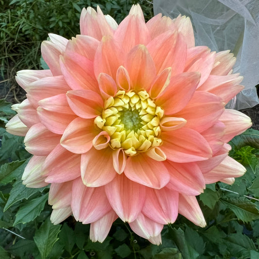 Verkist Tranquility Dahlia Tuber