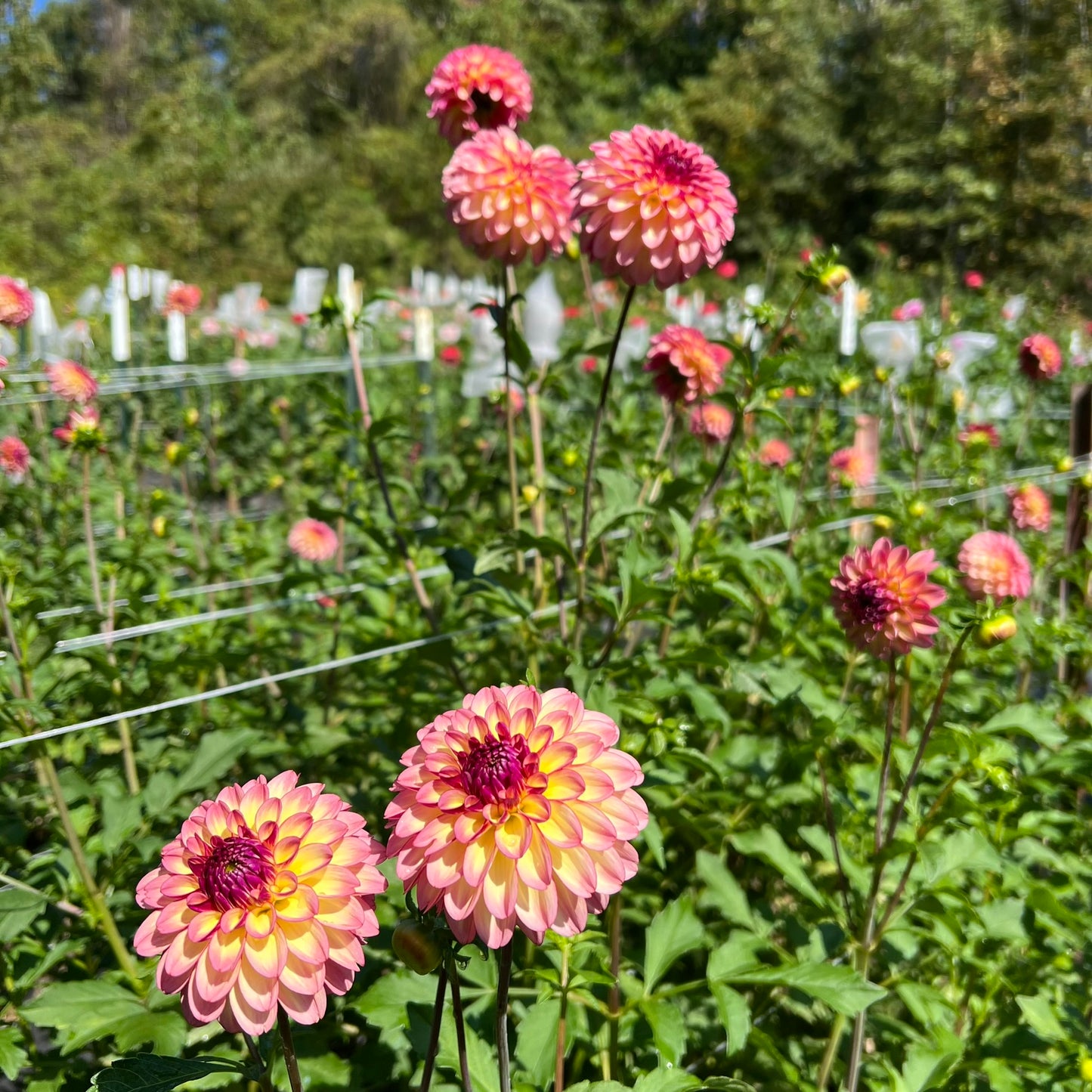 Foxy Lady Dahlia Tuber