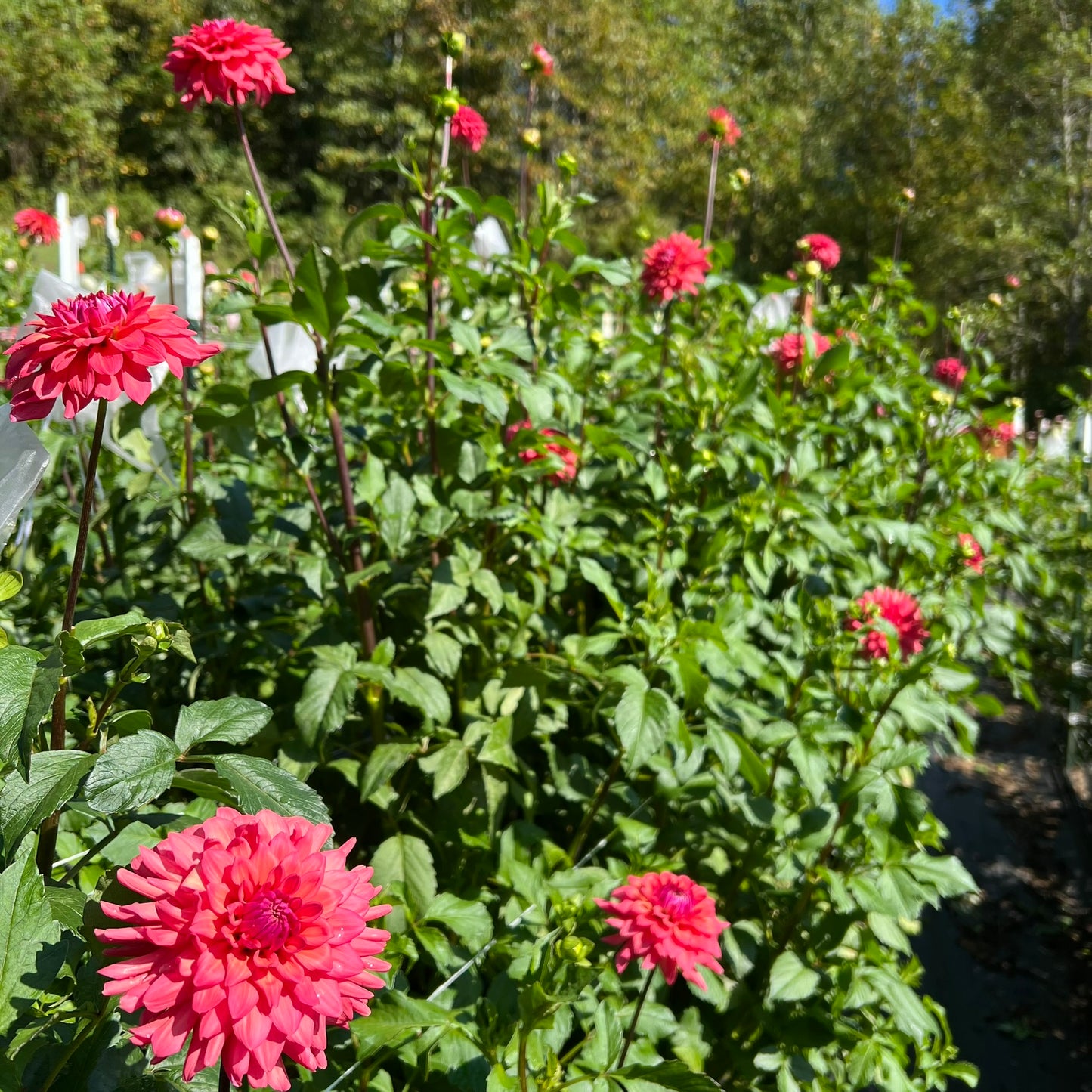 Cheers Dahlia Tubers Bulk Lot of 5