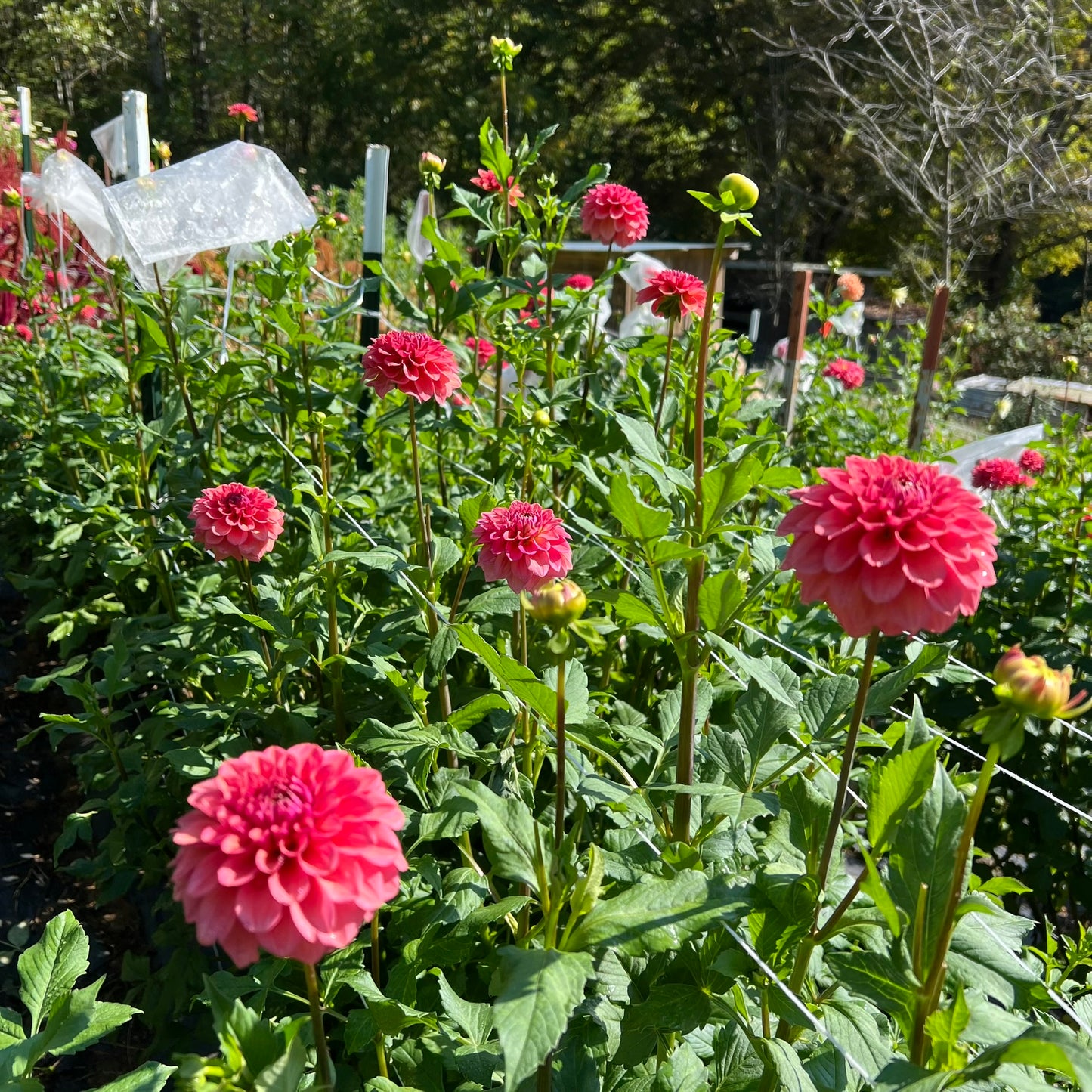 Ice Tea Dahlia Tuber