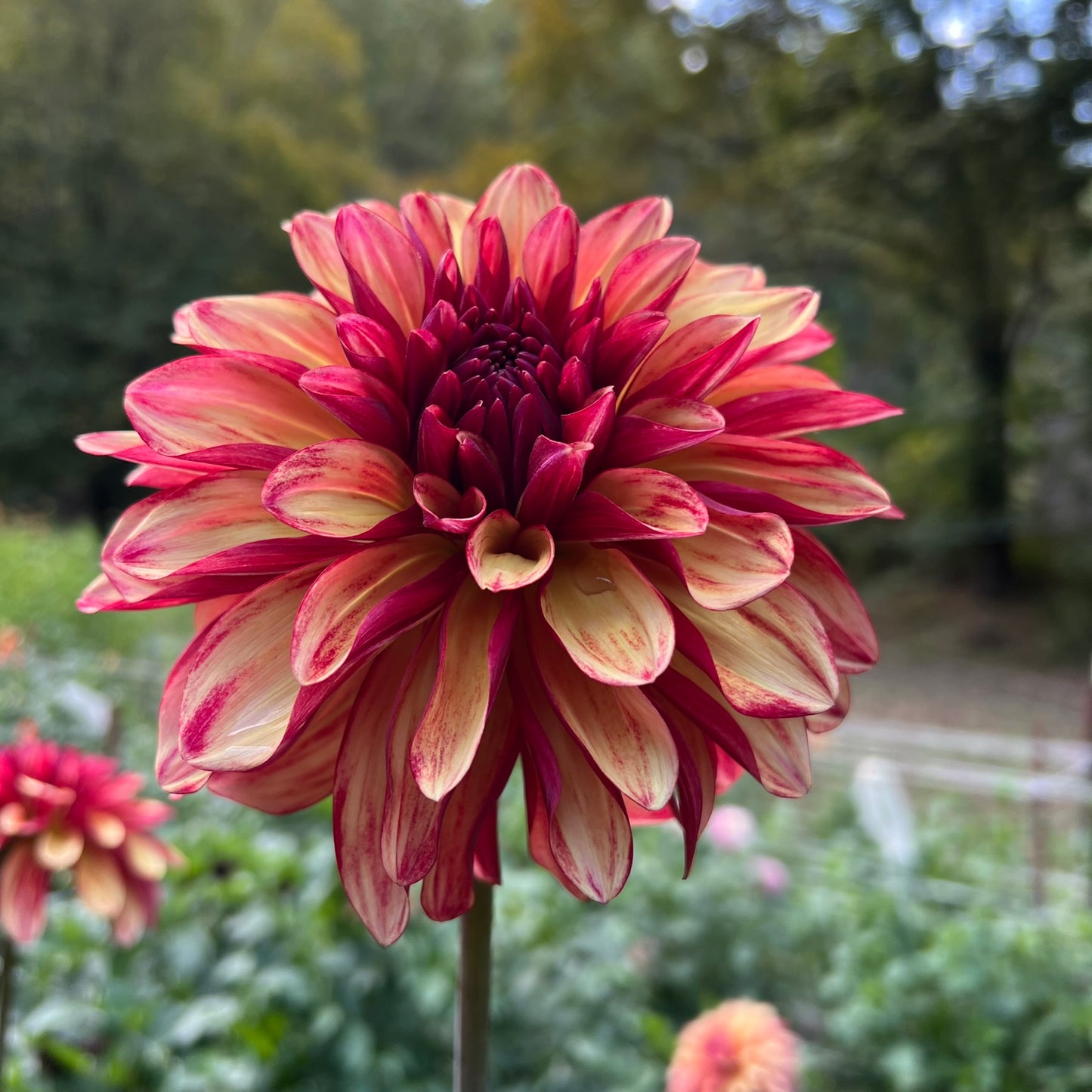 Gitts Crazy Dahlia Tuber