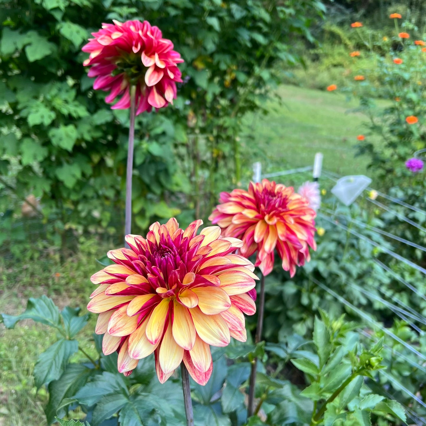 Gitts Crazy Dahlia Tuber