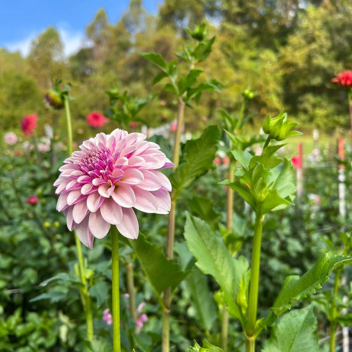 Salish Twilight Girl Dahlia Tuber