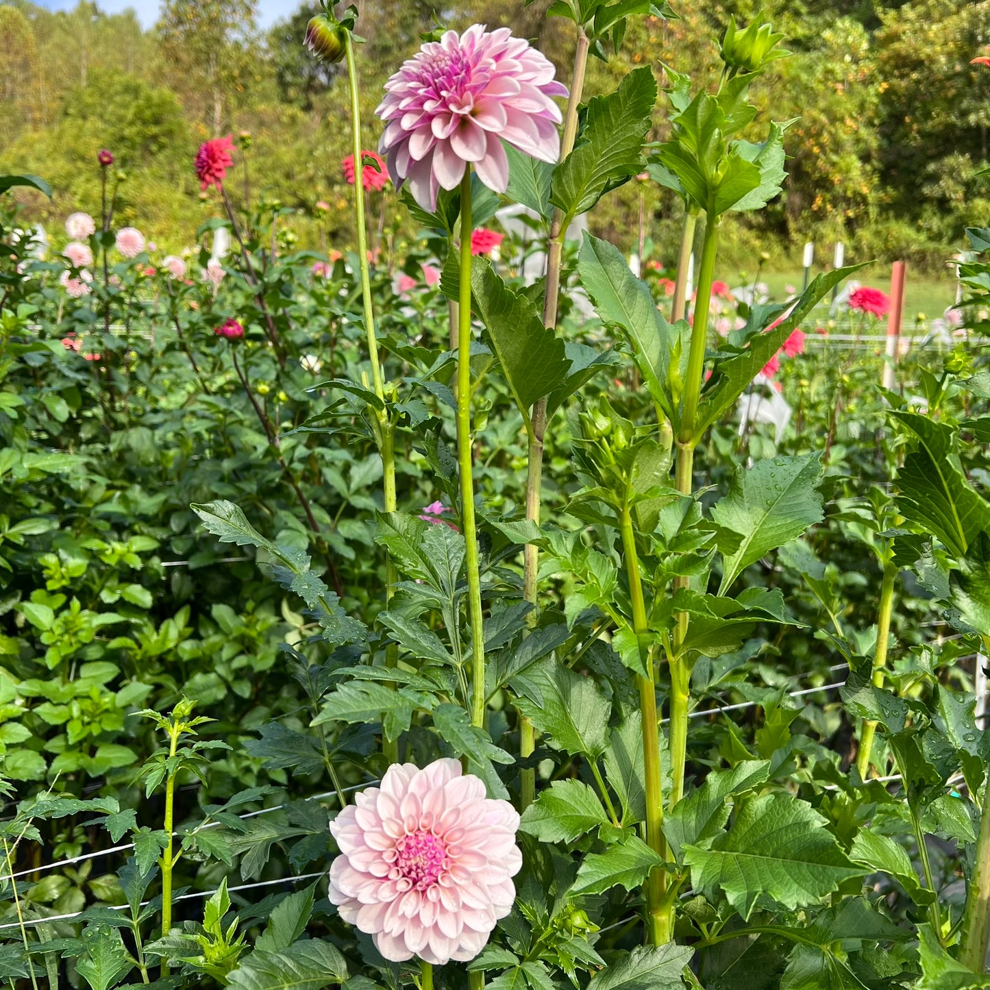 Salish Twilight Girl Dahlia Tuber