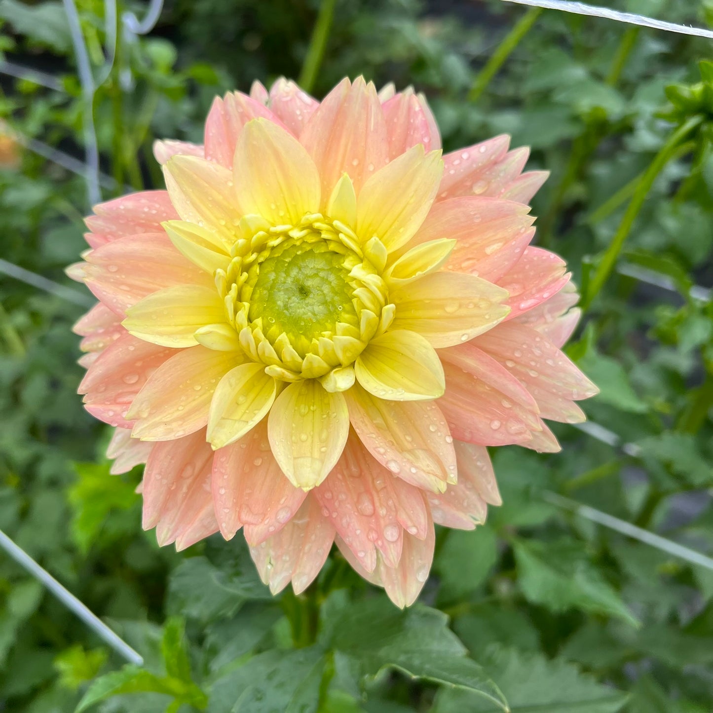 Verkist Tranquility Dahlia Tuber