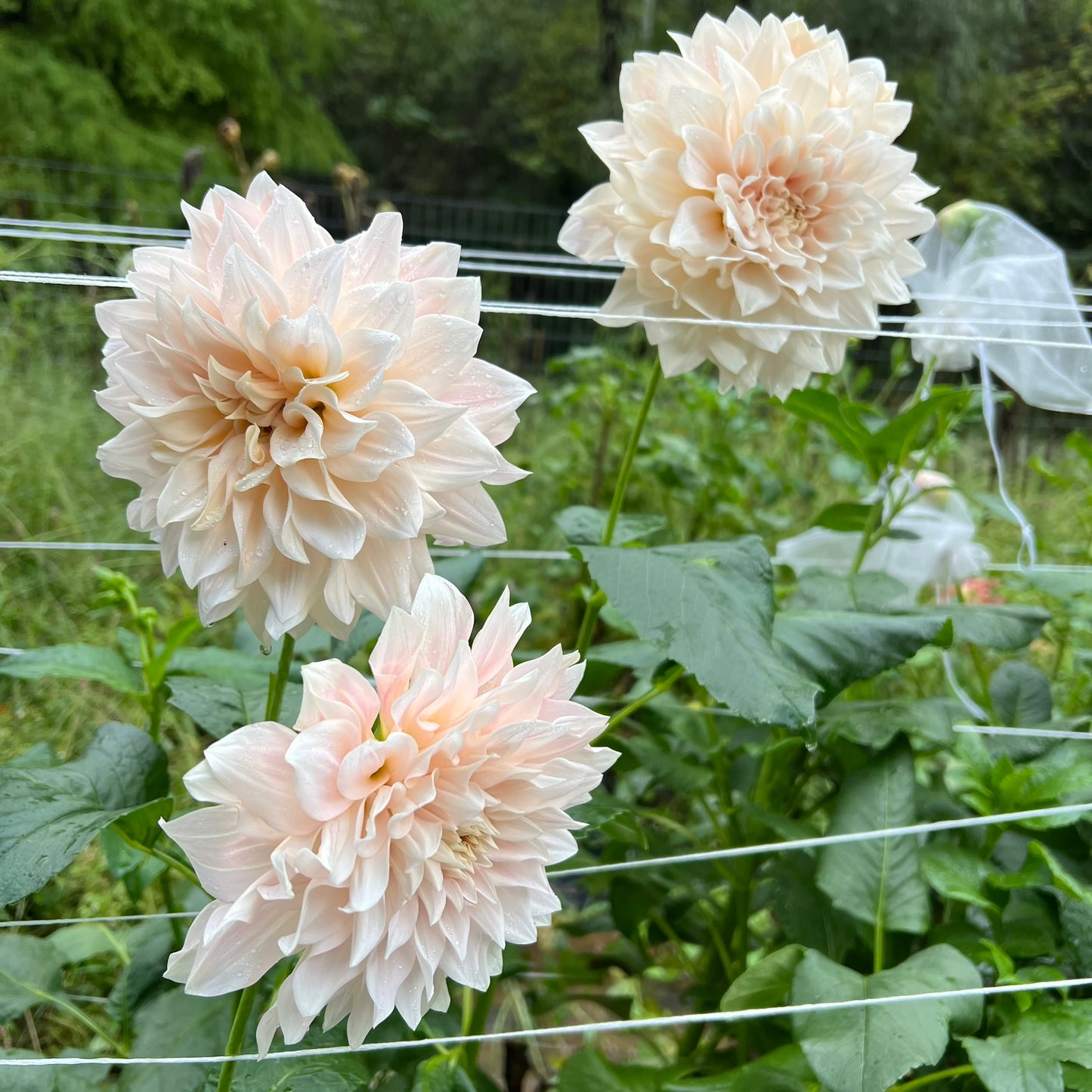 Cafe Au Lait Dahlia Tubers Bulk Lot of 5