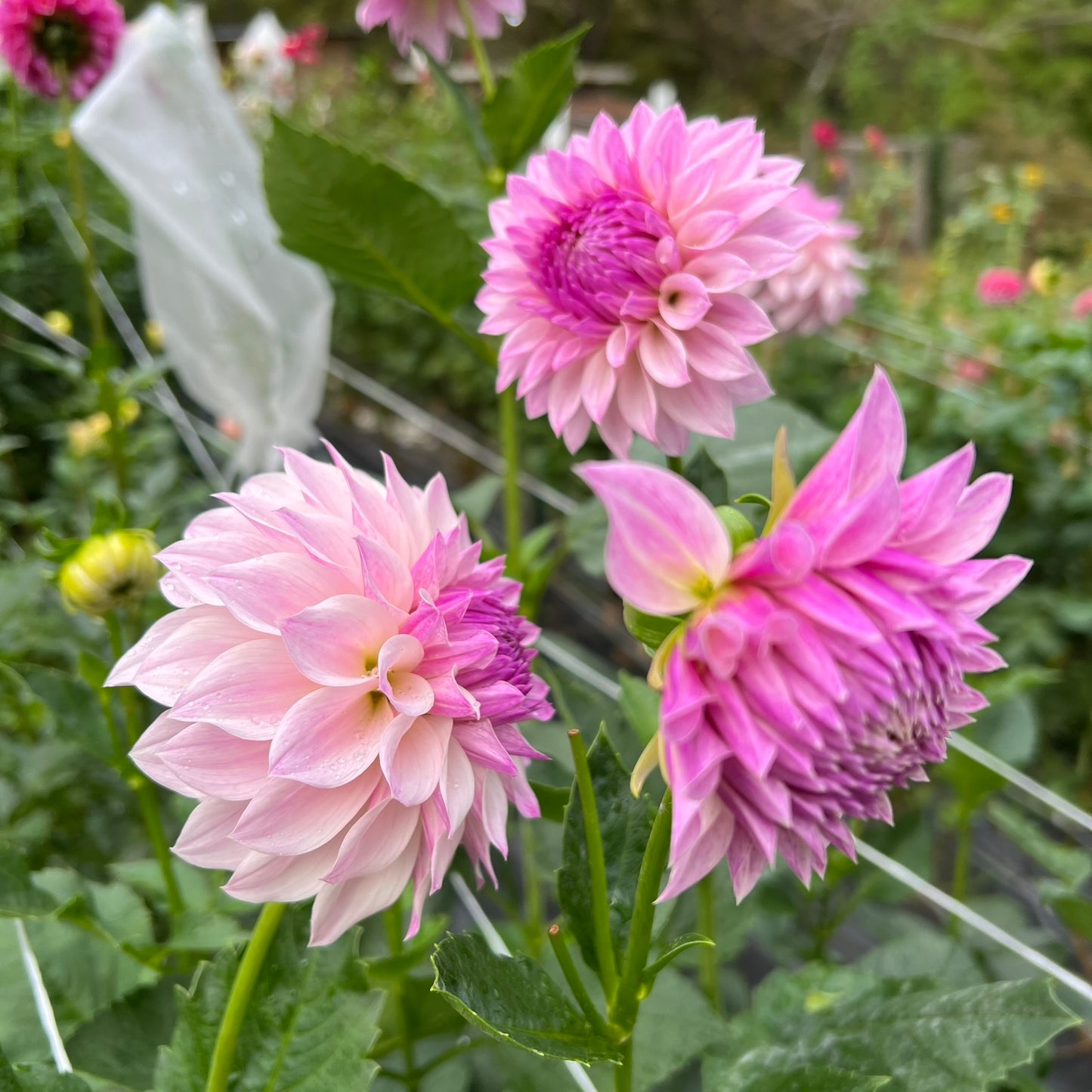 Bloomquist Compare Dahlia Tuber