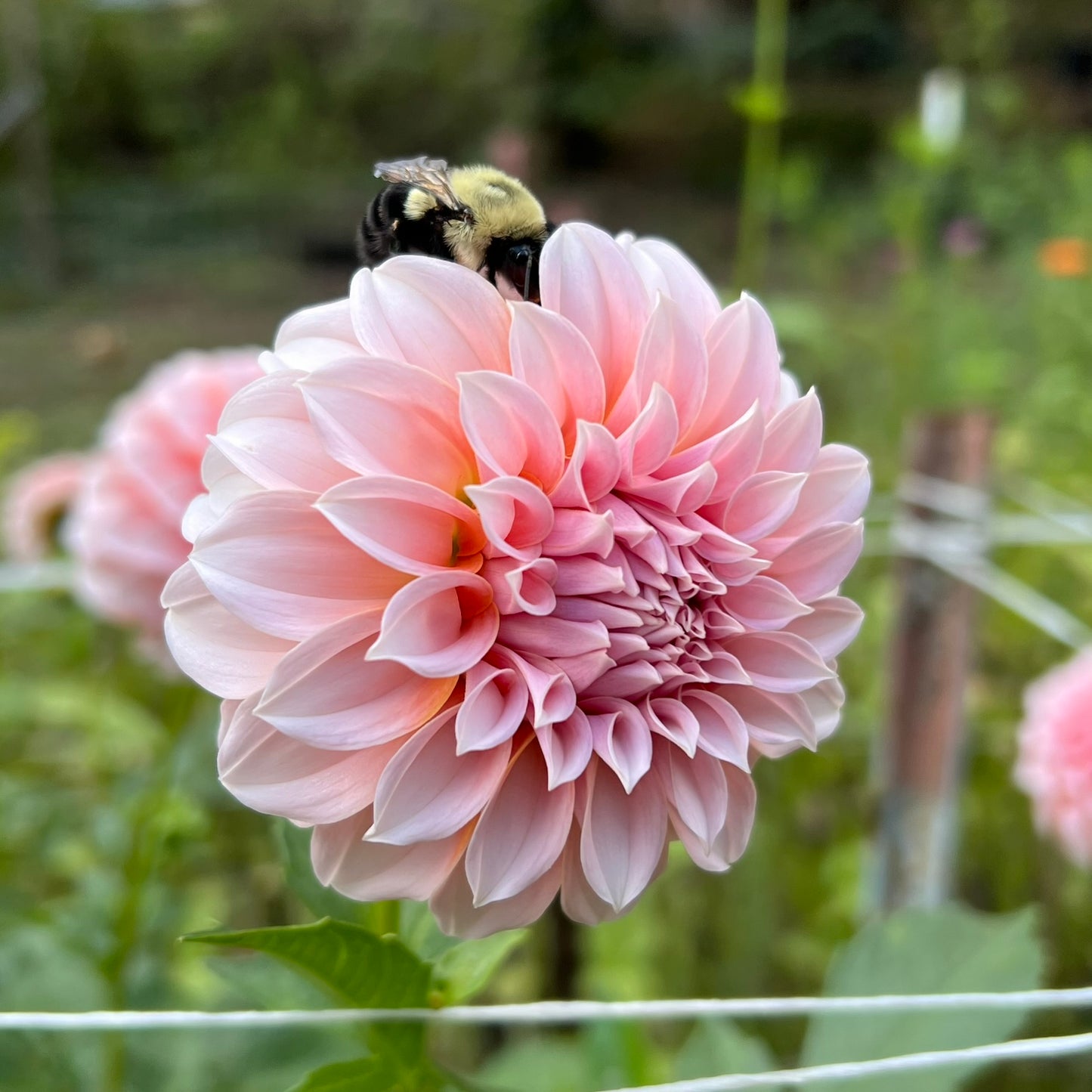 Peaches N' Cream Dahlia Tuber