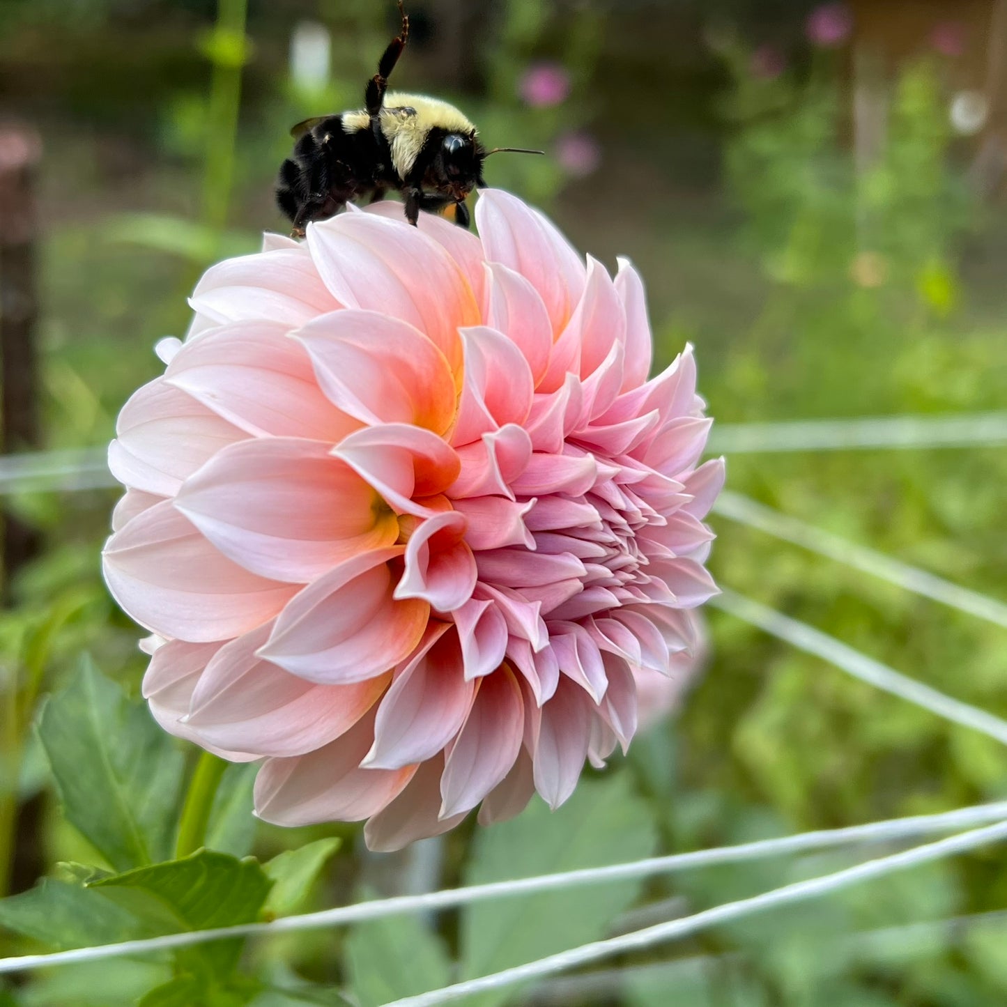 Peaches N' Cream Dahlia Tuber