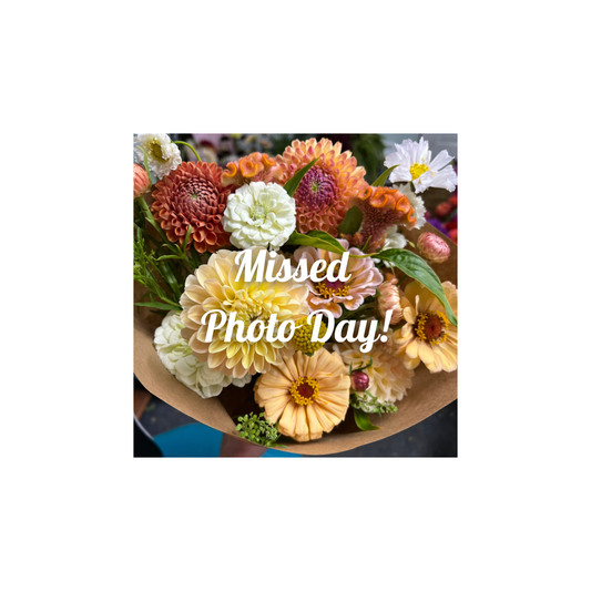 Larks Ebbe Dahlia Tuber