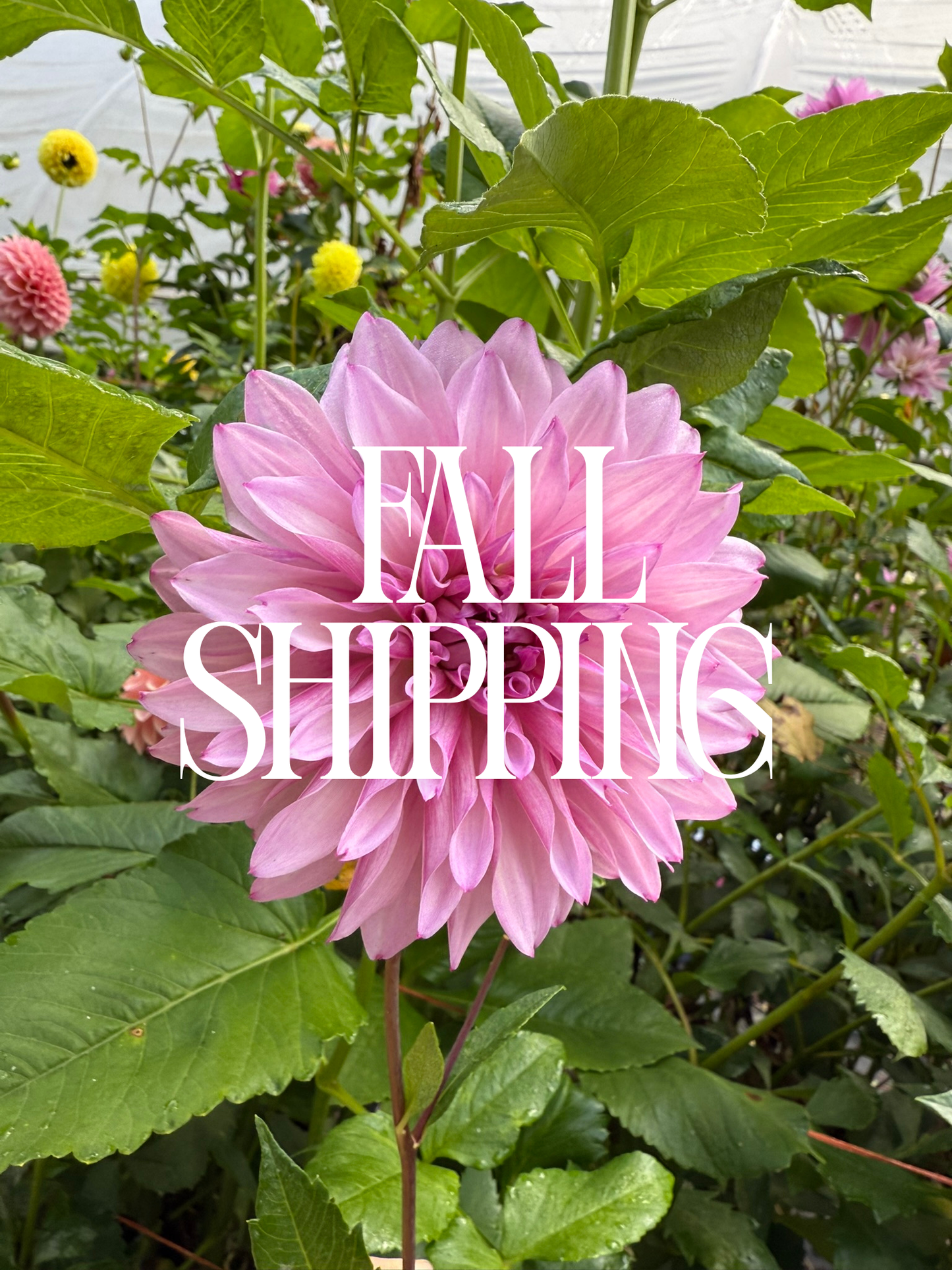 FALL SHIPPING
