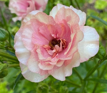 Ariadne Butterfly Ranunculus Corms