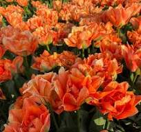 Disneyland Paris Tulip Bulbs