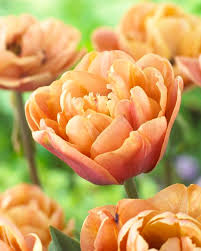 La Belle Epoque Tulip Bulbs
