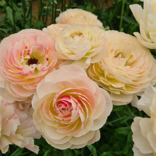Romance Hydra Ranunculus Corms