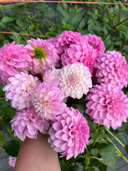 MFF Cotton Candy Dahlia Tuber