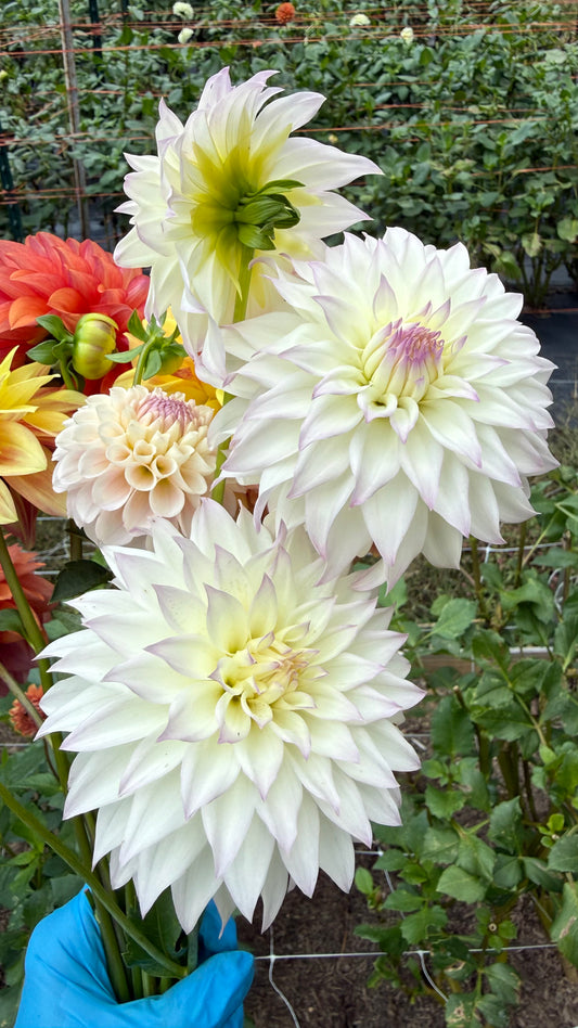 Bloomquist Sterling Dahlia Tuber