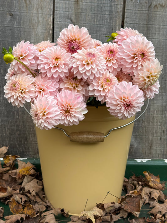RM Parfait Dahlia Tuber