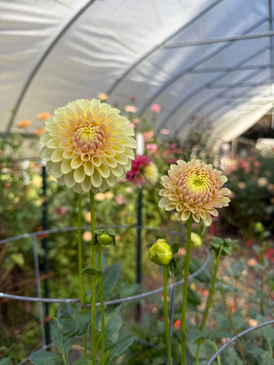 Skipley Moonglow Dahlia Tuber