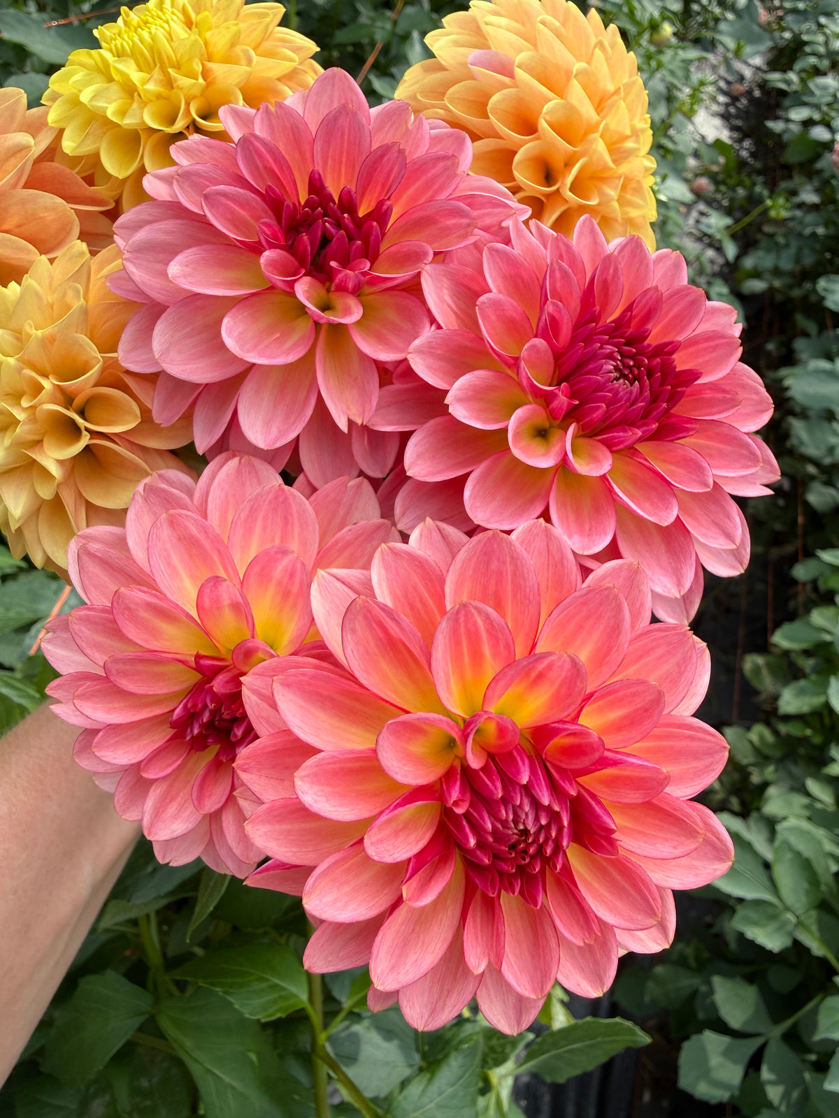 Jabberbox Dahlia Tuber