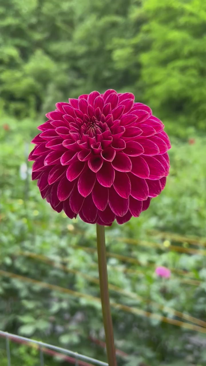 KA's® Rosie Jo Rooted Cutting – Pickin' Petals Flower Farm
