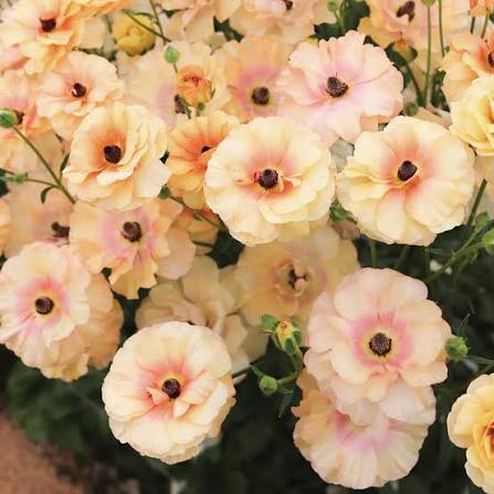 Butterfly Ranunculus Corms